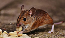 24 Hour & Emergency Exterminators in Breeze Hill, SC